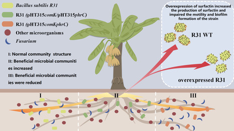 Modulating Surfactin Biosynthesis in Bacillus subtilis R31 Enhances Behavioural Traits and Biocontrol Efficacy Against Banana Fusarium Wilt | mbt | RMH | Scoop.it
