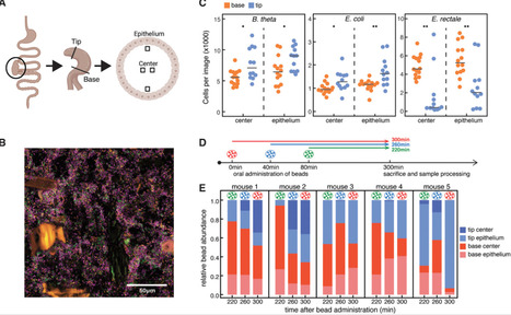 Emergent spatial structure in the gut microbiota is driven by bacterial growth and gut contractions | PLOS | RMH | Scoop.it
