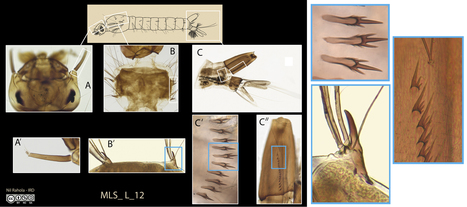 Diptera] Petit moucheron noir qui pique la nuit - Le Monde des