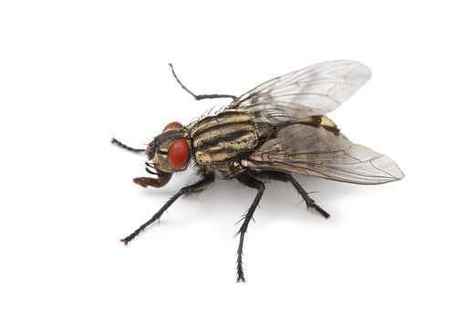 [Audio] Des insectes sur un cadavre... | Variétés entomologiques | Scoop.it