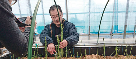 Nuclear accident still affecting Japanese agriculture  | ASIES | Scoop.it