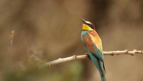 Lacroix-Falgarde. A la découverte des oiseaux de la Réserve naturelle | Lacroix-Falgarde | Scoop.it