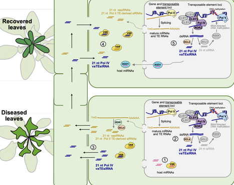 Transposable element-derived siRNAs control viral disease in Arabidopsis | brvp | RMH | Scoop.it