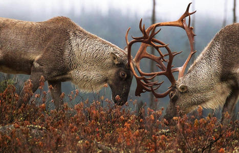 Qu&eacute;bec accus&eacute; de pr&eacute;parer une &laquo;strat&eacute;gie d&rsquo;extinction&raquo; du caribou | Ils parlent de nous ! | Scoop.it