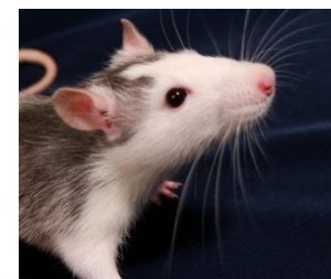 Des souris retrouvent la m&eacute;moire gr&acirc;ce &agrave; une greffe de cellules souches nasales | Think outside the Box | Scoop.it