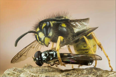 Pollinisatrices sous-estimées : les guêpes sont nos amies, il faut les aimer aussi… | EntomoNews | Scoop.it