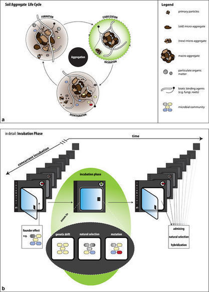 Soil aggregates as massively concurrent evolutionary incubators | RMH | Scoop.it