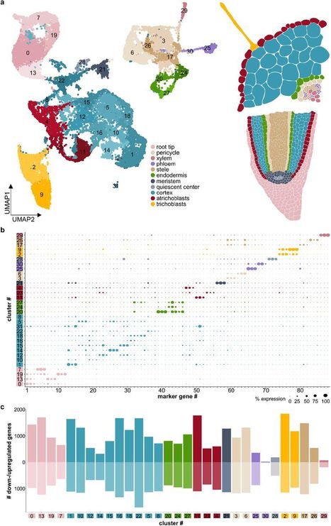 Single-cell analysis maps distinct cellular res...