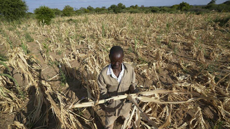 Girls in Southern Africa are being married off in exchange for food amid El Niño drought | Euronews | Operation Phobos | Scoop.it