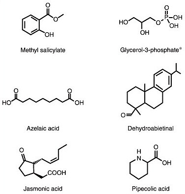 Trends in Plant Science: SOS – too many signals for systemic acquired resistance? (2012) | Plants and Microbes | Scoop.it