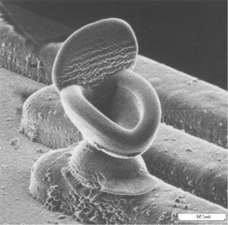The Most Bizarre Nano Images Ever Made - InfoBarrel | omnia mea mecum fero | Scoop.it