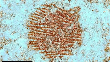 Hallazgo histórico: la huella dactilar humana más antigua del mundo hallada en Segovia prueba el pensamiento simbólico neandertal | Mi Cajón de Ideas | Scoop.it