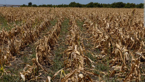 'Flash drought' conditions reported as far east as Massachusetts amid a record-breaking hot summer - CNN.com | Operation Deimos | Scoop.it