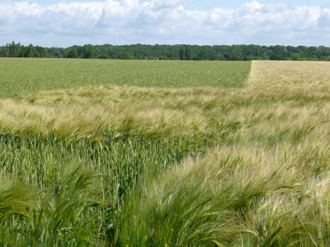 Lancement du projet européen Pro-Wild : protéger et promouvoir les espèces sauvages apparentées aux plantes cultivées | INRAE | SCIENCES DU VEGETAL | Scoop.it