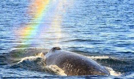 'One of the most magical things' Incredible pictures shows whale blowing a rainbow | Human Interest | Scoop.it