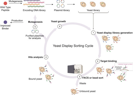 Yeast as a tool for exploring disulfide-rich peptides | fems | RMH | Scoop.it