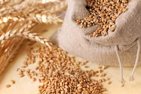 Iran harvests record 14.1 Mt of wheat | MED-Amin network | Scoop.it