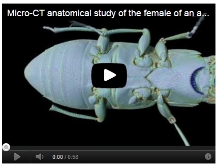 [EN VIDEO] À l'intérieur d'un coléoptère aquatique | Variétés entomologiques | Scoop.it