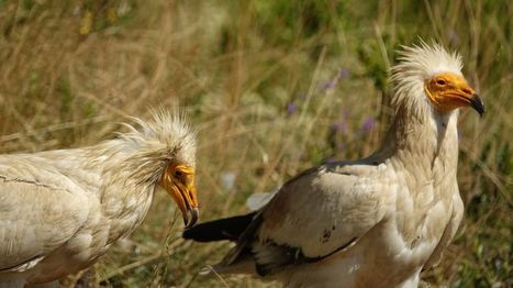 Un jeune vautour né dans la Drôme retrouvé criblé de plombs dans le Vaucluse | Biodiversité | Scoop.it