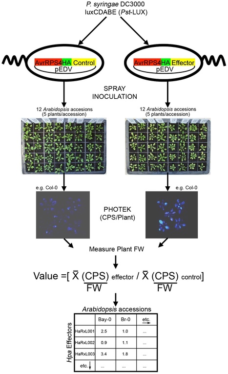 PLoS Pathogens: Multiple Candidate Effectors from the Oomycete Pathogen Hyaloperonospora arabidopsidis Suppress Host Plant Immunity | Plants and Microbes | Scoop.it