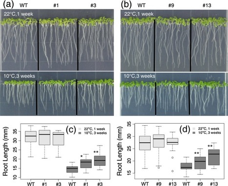 A cold-induced pectin methyl-esterase inhibitor gene contributes negatively to freezing tolerance but positively to salt tolerance in Arabidopsis | Plant & environmental stress | Scoop.it