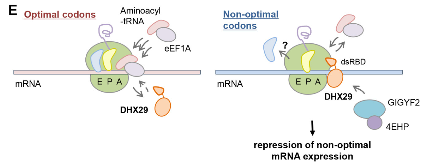 Human DHX29 detects nonoptimal codon usage to r...