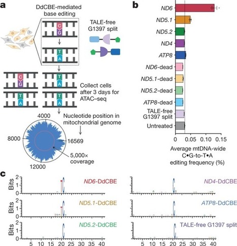 A bacterial cytidine deaminase toxin enables CRISPR-free mitochondrial base editing - Nature | TAL effector science | Scoop.it