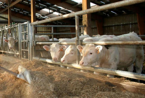 Broutards et jeunes bovins : la FNB encourage les éleveurs à reprendre la main sur la commercialisation | Actualité Bétail | Scoop.it