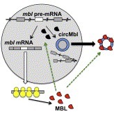 Researchers discover how circular RNA is created, find link to degenerative disease | Bioscience News - GEG Tech top picks | Scoop.it
