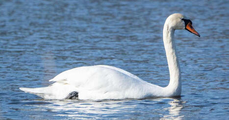 Joutsen lensi voimalinjaan, syttyi tuleen ja aiheutti maastopalon | Kotimaa | Yle | 1Uutiset - Lukemisen t&auml;hden | Scoop.it