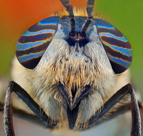 Bug-eyed: Des macrophotographies d'insectes par Ireneusz Irass Waledzik | Variétés entomologiques | Scoop.it