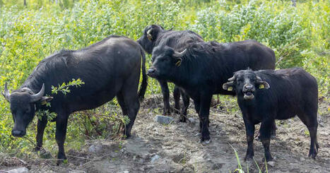 Vesipuhvelit putsaavat kasveja j&auml;rvest&auml; ja ihmiset saavat katsoa &ndash; samat ongelmat kuin el&auml;intarhoissa, varoittaa tutkija | Kotimaa | Yle | 1Uutiset - Lukemisen t&auml;hden | Scoop.it