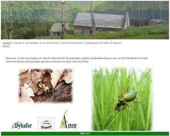 Identification des Carabidae grâce à un nouvel outil web : la clé de détermination "CarabiSad" | Insect Archive | Scoop.it