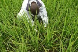 SRI-Africa.net -- The SRI Network and Resource Site for Africa! | SRI Global News-- October-December 2025-- System of Rice Intensification (SRI) | Scoop.it