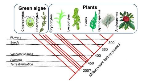 From LUCA to Lily: 12 perspectives for teaching about plants | Plant Biology Teaching Resources (Higher Education) | Scoop.it