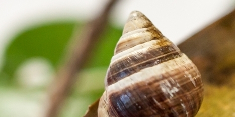 The Last Known Land Snail Of His Kind Dies | Coastal Restoration | Scoop.it