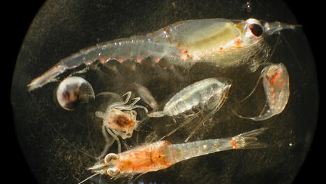 Deep-sea mining might feed plankton a diet of junk food | Coastal Restoration | Scoop.it