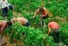 Des microbes pour remplacer les pesticides ? | Pour innover en agriculture | Scoop.it