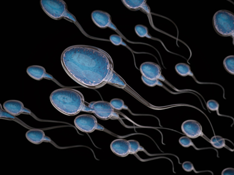 Selon une étude, la plupart des hommes occidentaux seront infertiles dès 2060 | Toxique, soyons vigilant ! | Scoop.it