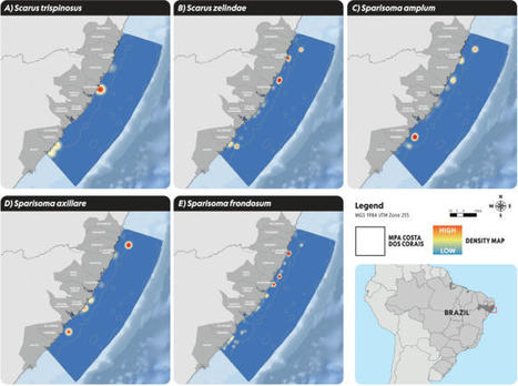 Effectiveness of management zones for recovering parrotfish species within the largest coastal marine protected area in Brazil - Scientific Reports | Biodiversité | Scoop.it