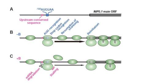 The Minimum Open Reading Frame, AUG-Stop, Induces Boron-Dependent Ribosome Stalling and mRNA Degradation | The Plant Cell | Scoop.it