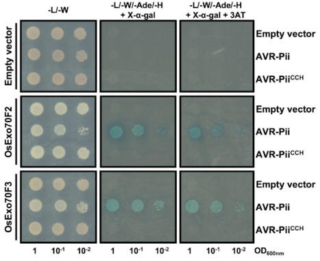 bioRxiv: Zinc-finger (ZiF) fold secreted effectors form a functionally diverse family across lineages of the blast fungus Magnaporthe oryzae. | Publications | Scoop.it