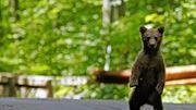 La Roumanie a appris à cohabiter avec 6000 ours | Pastoralisme Ours Loups Lynx | Scoop.it