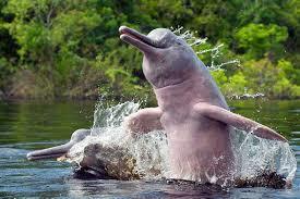 Species Spotlight: The Amazon River Dolphin | RAINFOREST EXPLORER | Scoop.it