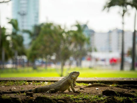 L'iguane local des Antilles menacé par une espèce invasive | Biodiversité | Scoop.it