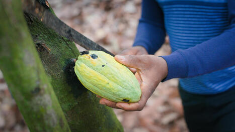 AFRIQUE: l'ancienne boucle du cacao se tourne vers l'anacarde | CIHEAM Press Review | Scoop.it