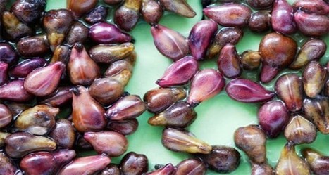Le remède naturel anti-cancer que l’industrie pharmaceutique ne veut pas vous révéler | La Sagesse de la Nature | Scoop.it