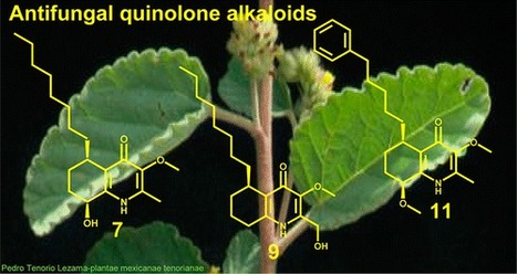 Antifungal Quinoline Alkaloids from Waltheria indica - Journal of Natural Products (ACS Publications) | Natural Products Chemistry Breaking News | Scoop.it