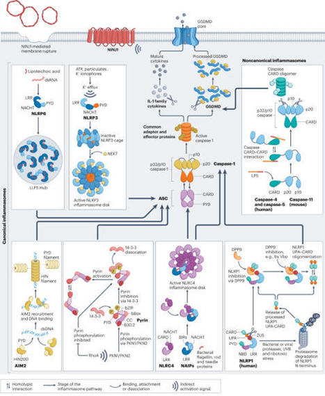 Mechanistic insights from inflammasome structures | Nature Reviews Immunology | Immunology | Scoop.it
