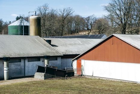 Le porc ukrainien perd ses illusions | Revue de presse - Club DEMETER | Scoop.it